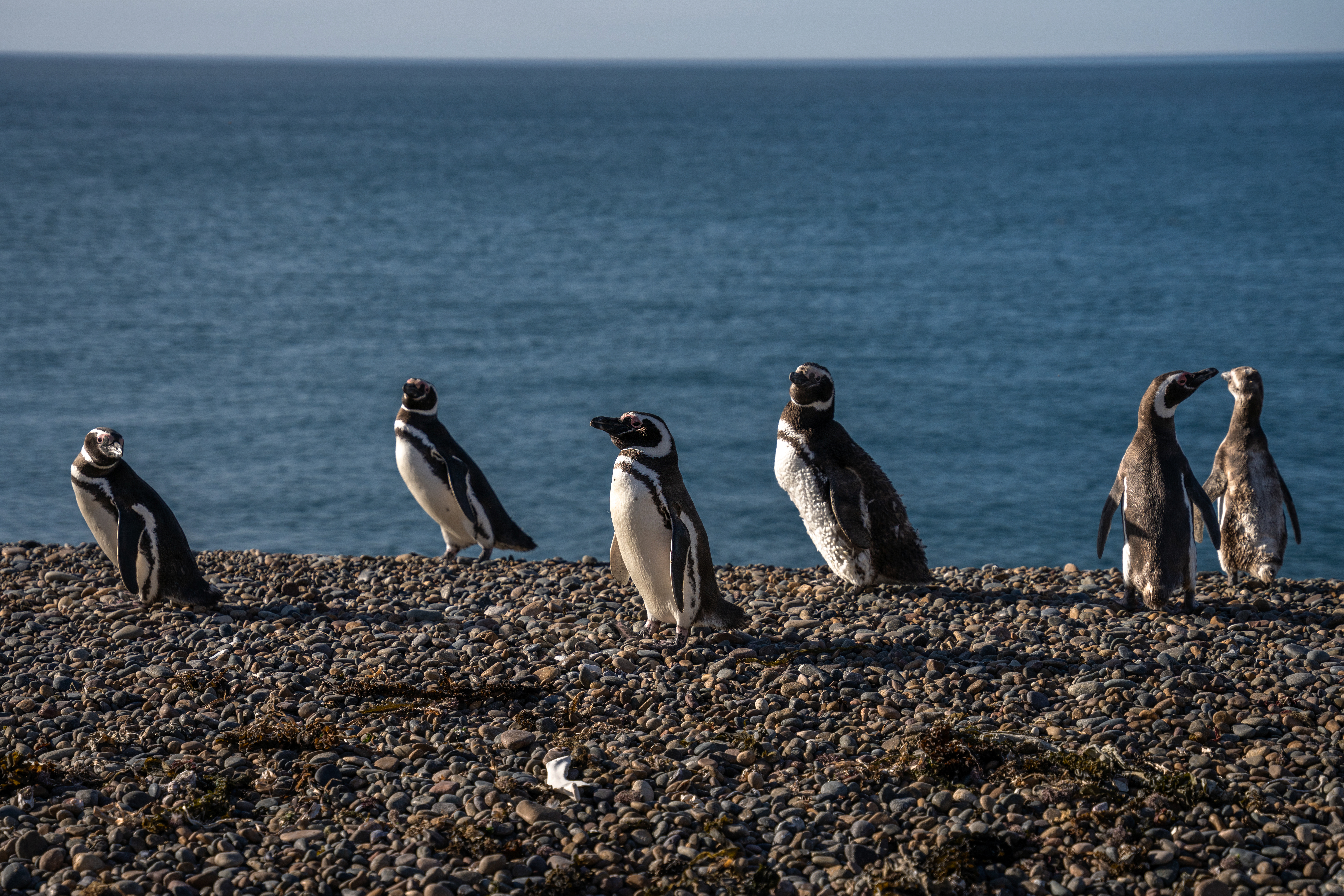 2019 Rolex Awards Laureate Pablo Borboroglu is the founder of the Global Penguin Society and has helped protect over 12 million hectares of ocean and coastal habitats, including Punta Ninfas in Argentina, home to these magellanic penguins.