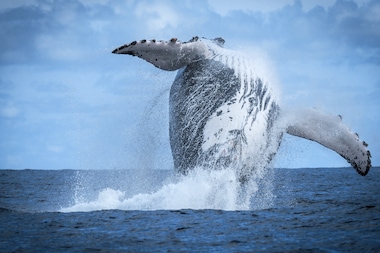 HUMPBACK WHALES MIGRATE TO THE WARM WATERS AROUND THE OSA PENINSULA TO BREED. 