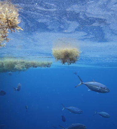THE SARGASSO SEA IS NAMED FOR SARGASSUM, A SEAWEED GROWING ABUNDANTLY ON ITS SURFACE THAT COLLECTS IN NATURAL RAFTS, CREATING A VIBRANT ECOSYSTEM FOR BIRDS, FISH AND INVERTEBRATES.