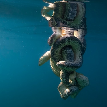 A pair of olive sea snakes mating in Exmouth Gulf, Australia.  The entire life cycle of the species takes place under water,  including mating. This usually happens on the sea floor but  often lasts so long that they have to swim up for air.