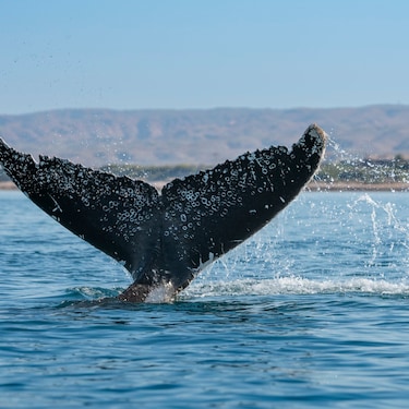 The tail of a humpback whale in Exmouth Gulf, Australia.  Humpback whales can live for 80 to 90 years and have  some of the longest migrations of any mammals.