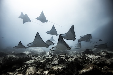 The Pacific white-spotted eagle ray, considered to be endangered, inhabits the shallow coastal waters of coral reefs and bays, at depths of up to 80 metres. Its tail is two to three times as long as its body and has several spines at its base.