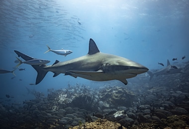 A Galapagos shark near Malpelo Island. The island and it’s surrounding marine area has several protections in place and has increased in size more than tenfold since its inception in 1995. Regional Mission Blue Champions want to connect their Hope Spots with “swimways” tobetter protect migratory species.