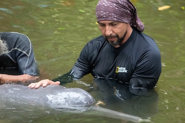 National Geographic Explorer and marine biologist, Fernando Trujillo, evaluates the health of the only South American river dolphin in captivity at the Quistococha Zoo.