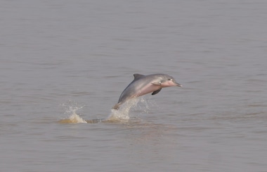 A dolphin breaches in the Amazon River. As part of the Rolex and National Geographic Perpetual Planet Amazon Expedition, 2024 Rolex National Geographic Explorer of the Year Fernando Trujillo found that there are more than 3,000 pink river dolphins and almost 4,000 grey dolphins in the region.