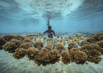 Titouan Bernicot, Founder and CEO of Coral Gardeners in French Polynesia, inspects a coral nursery. The coral nurseries have attracted a wide range of marine life.