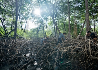 National Geographic Explorer Angelo Bernardino and his team working in the mangrove forest of Curuça, at the mouth of the Amazon River, to better understand the interaction between the local communities and the mangrove ecosystems they depend on to make a  living. This project is part of the Rolex and National Geographic Perpetual Planet Amazon Expedition.
