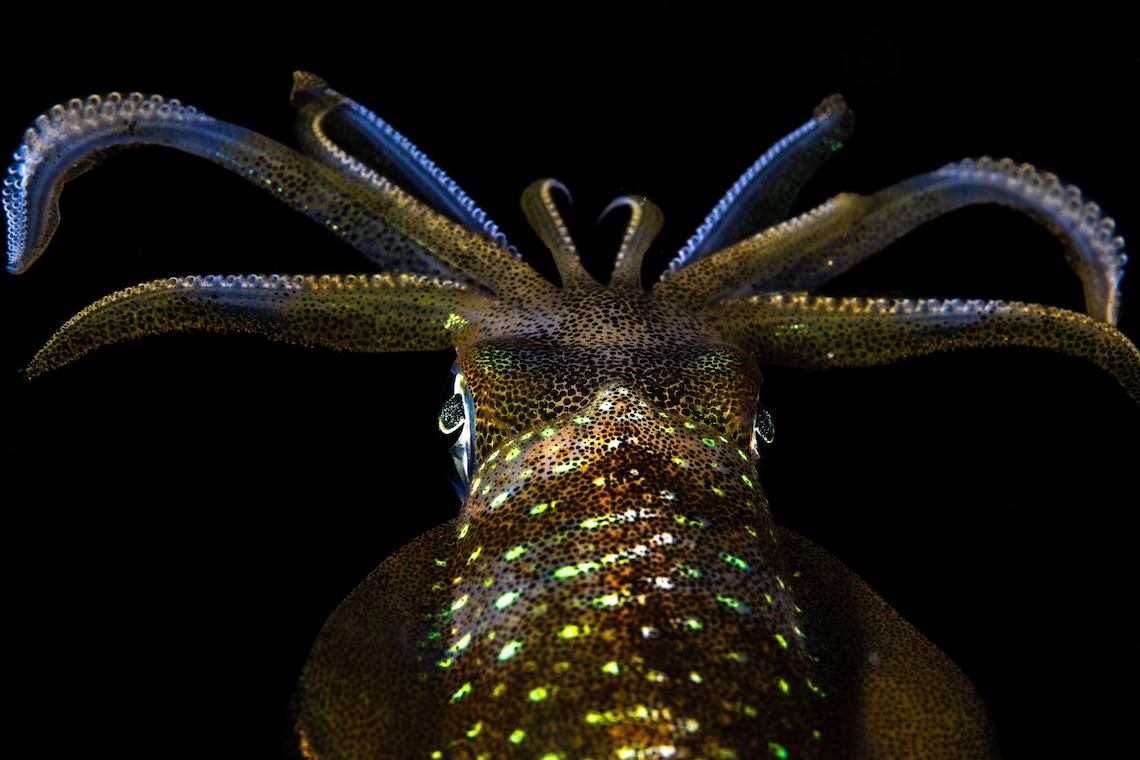 A bigfin reef squid is illuminated in striking colours in the waters of the Raja Ampat islands, an Indonesian archipelago. The first female photographer to achieve one million followers on Instagram, Cristina Mittermeier has spent her career telling stories with her camera.