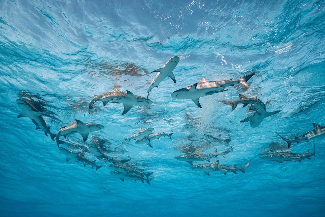 As a global advocate, Cristina Mittermeier has undertaken more than 45 expeditions across the planet, including to The Bahamas, which is among the only countries in the world to declare its entire marine habitat a shark sanctuary. These lemon and reef sharks congregate in large numbers close to the surface of the ocean.