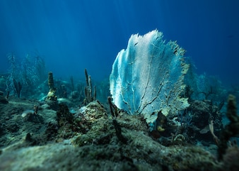 Marine animal forests like this one also appear in shallower waters. Under the Pole take these shallow forests into account to see how they compare to those in the mesophotic zone.