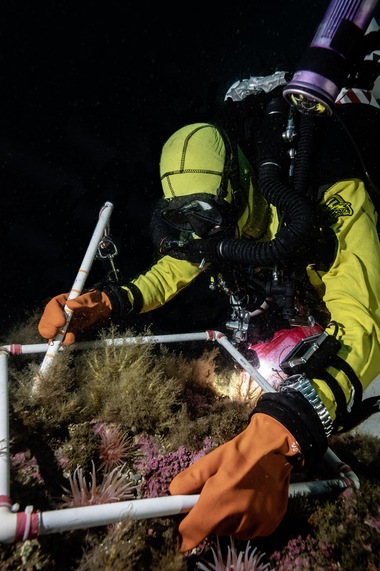A diver lays a transect over a section of the marine animal forest discovered by Under The Pole during their DEEPLIFE expedition.
